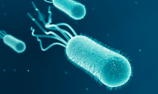 Vi khuẩn E. coli là gì?