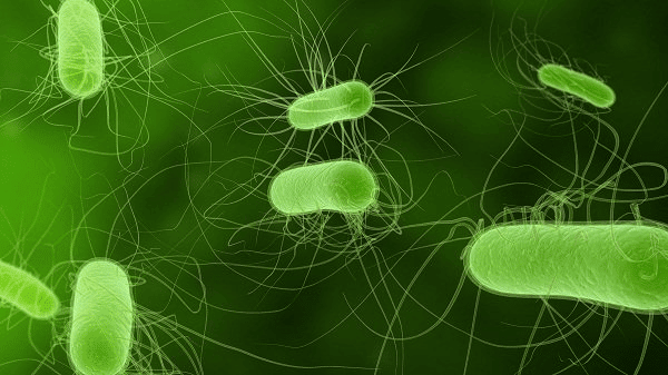  Hình ảnh minh họa E. coli