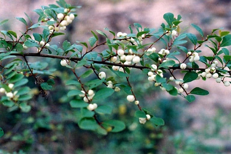 Cây Nổ gai 