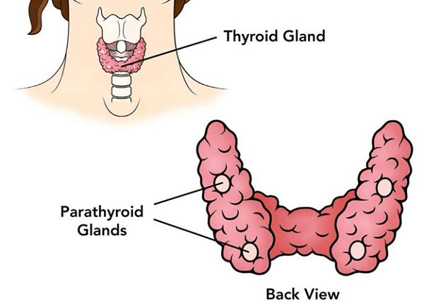  Thyroid gland: tuyến giáp. Parathyroid gland: tuyến cận giáp