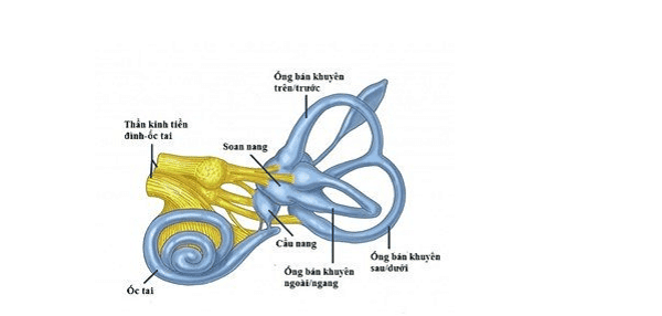 Các cấu trúc của tai trong - Nguồn: Anatom Note