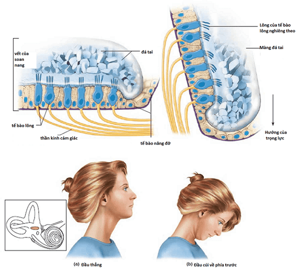 Sự thay đổi vết của soan nang khi đầu ở tư thế thẳng (a) và cúi (b) - Nguồn: Healthjade.net