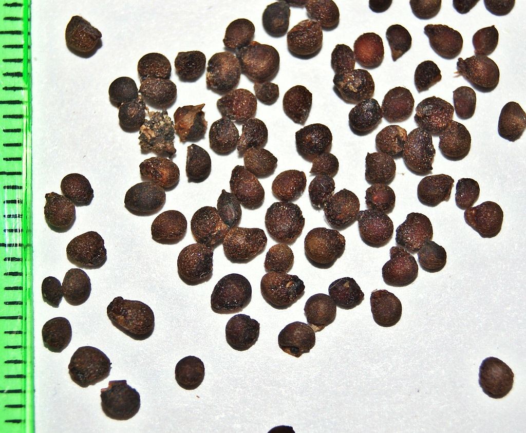 Colchicin thường được chiết xuất từ hạt tỏi độc