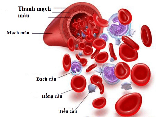  Các thành phần của huyết cầu bao gồm: Hồng cầu, bạch cầu, tiểu cầu