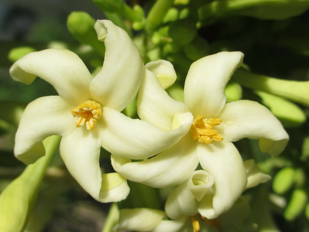 Hoa đu đủ đực: Tác dụng từ hoa của loại cây tưởng chừng bỏ đi