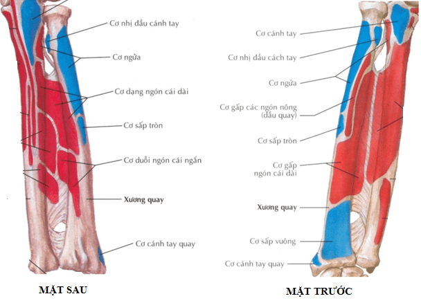 Các cơ bám vào xương quay (9 cơ)