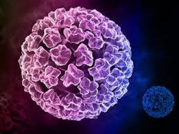 HPV là virus lây truyền qua đường tình dục