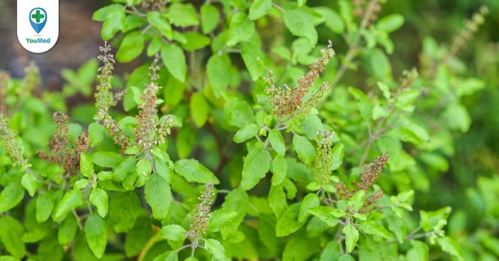 Hương nhu tía: Tìm hiểu công dụng của cây thuốc trong vườn nhà