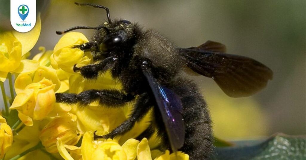 Ong đen: Vị thuốc từ Ong với công dụng bất ngờ