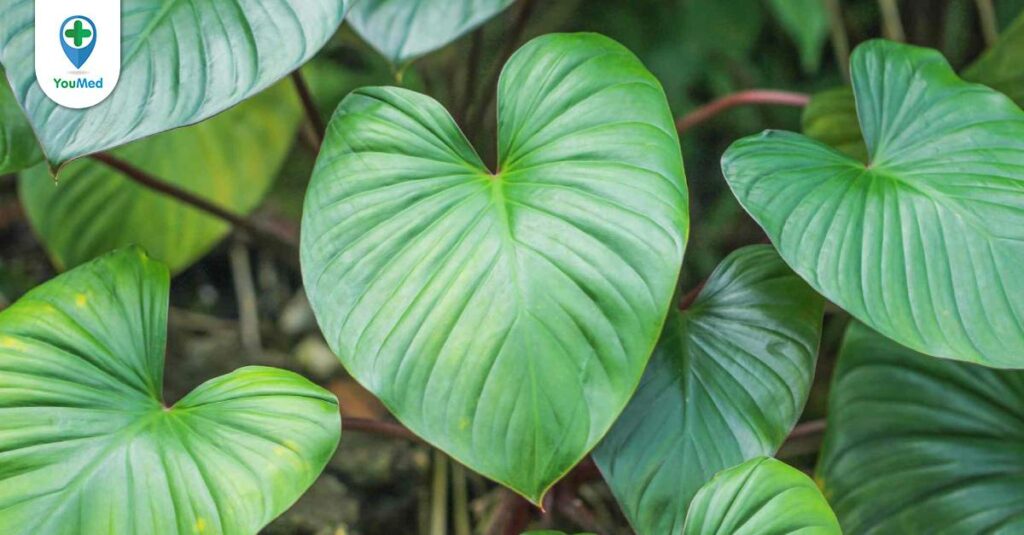 Thiên niên kiện: Vị thuốc quý trị đau xương khớp