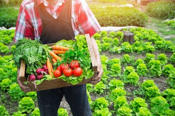 Thực phẩm hữu cơ có nồng độ hóa chất thấp và ít vi khuẩn thường trú