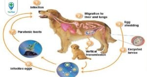 Các dấu hiệu nhận biết và chẩn đoán bệnh sán chó
