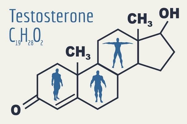 Testosterone có vai trò quan trọng trong quá trình sinh tinh