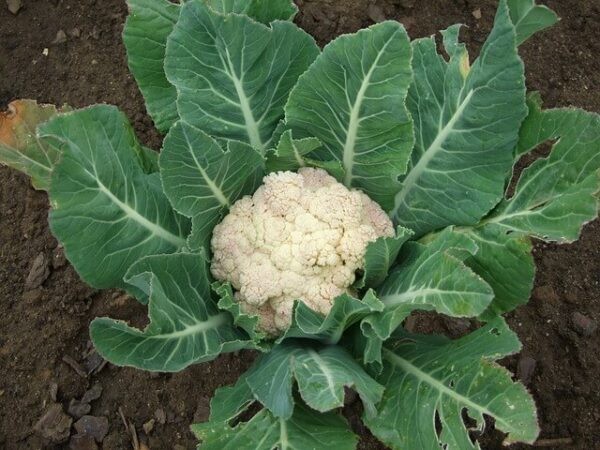 Bông cải trắng là loài thực vật đa năng với nhiều công dụng tốt cho sức khỏe.