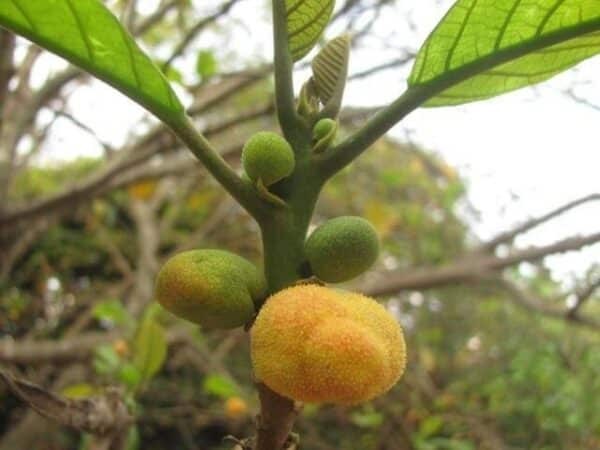 Cây chay là loài cây đặc hữu ở Việt Nam.