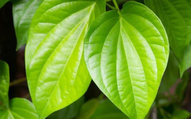 Lá trầu không là mẹo dân gian chữa tinh dịch có màu nâu
