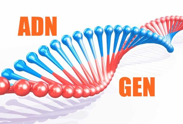 Gen di truyền.