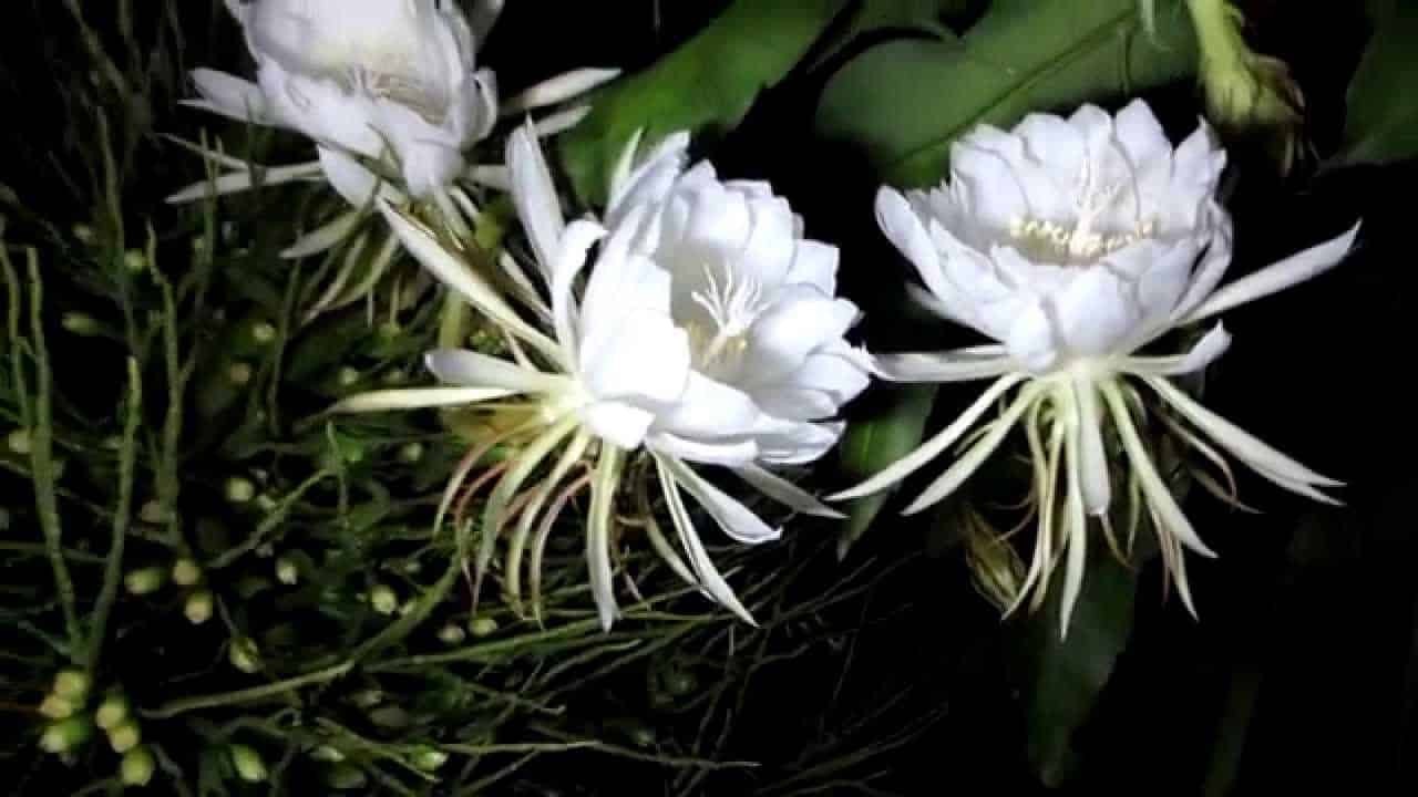 Hoa quỳnh là loài hoa mang vẻ đẹp tinh tế, dịu dàng, mùi hương lan tỏa đặc trưng