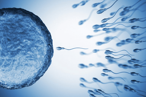Quá trình thụ tinh diễn ra khi trứng gặp tinh trùng
