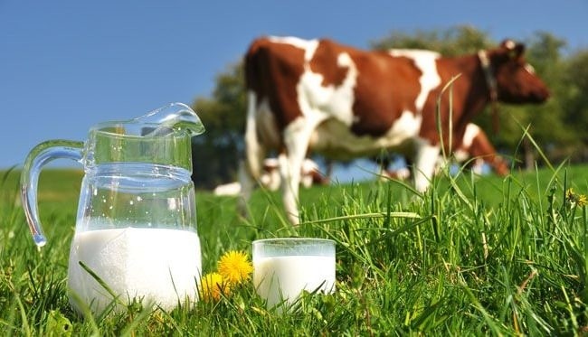 Sữa bò cũng là một loại thực phẩm gây mụn