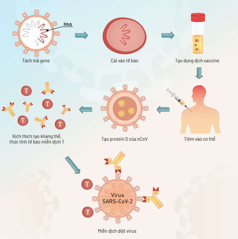 Cơ chế phòng thủ virus Covid-19 của vaccine Pfizer BioNtech