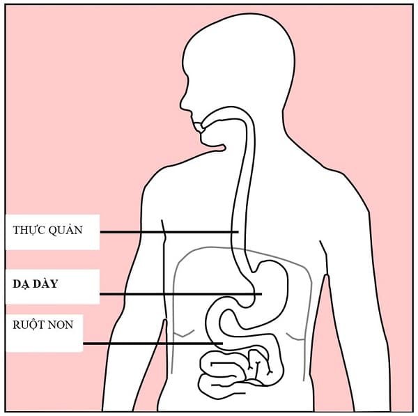 Vị trí và hình dạng của dạ dày