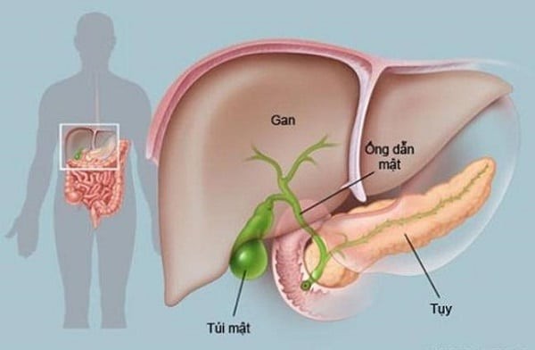 Vị trí và hình dáng của túi mật trong cơ thể người