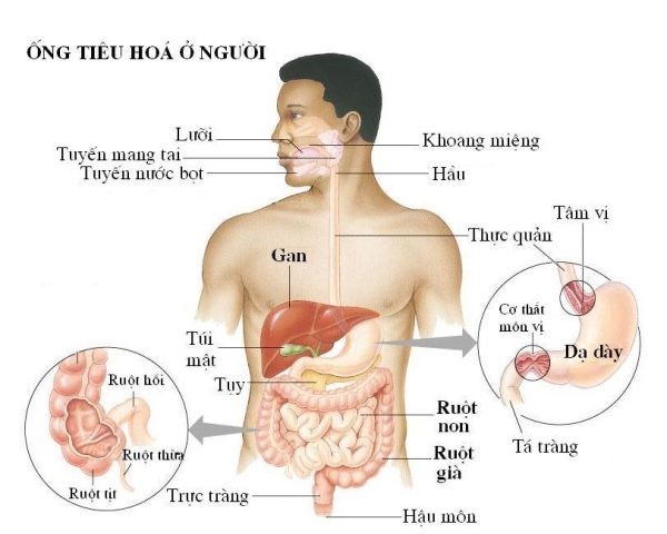 Gan nằm trong phần trên phải của ổ bụng và giữ nhiều chức năng tiêu hóa quan trọng trong cơ thể