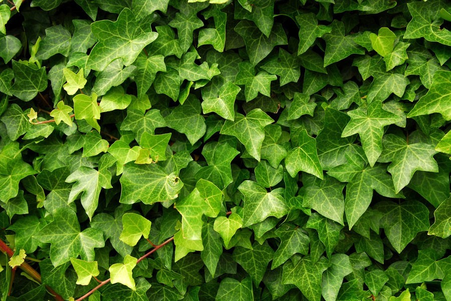 Chiết xuất lá thường xuân là thành phần chính của siro ho Eugica Ivy