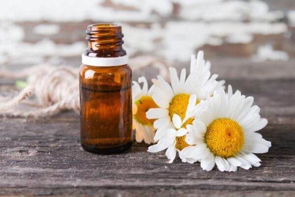 Tinh dầu hoa cúc La Mã có thể giúp bạn thư giãn và dễ đi vào giấc ngủ hơn