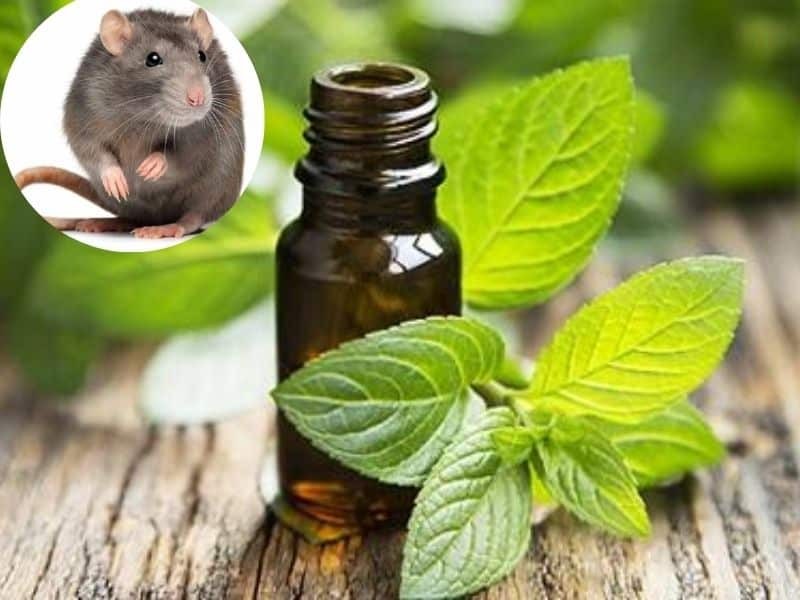 Mùi hương bạc hà có thể hỗ trợ ngăn ngừa tình trạng có chuột trong nhà của bạn
