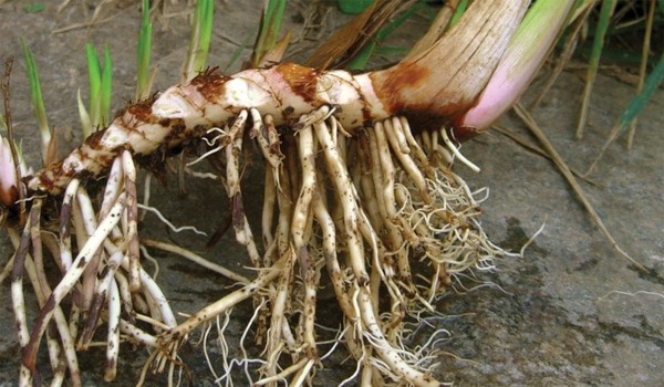 Vị thuốc thạch xương bồ là thân rễ phơi khô của loài thực vật cùng tên
