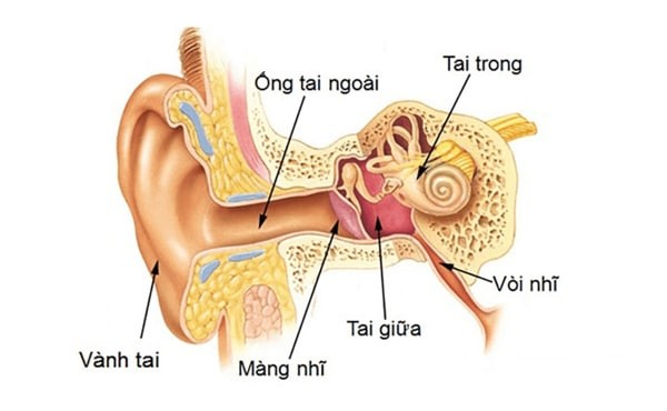 Viêm tai giữa xuất hiện khi khoang phía sau màng nhĩ bị nhiễm vi khuẩn hoặc vi rút