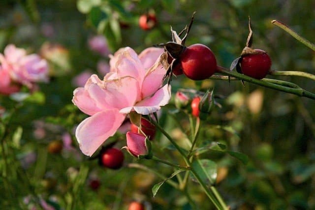 Quả từ cây hoa hồng dại có thể dùng để chiết xuất tinh dầu tầm xuân