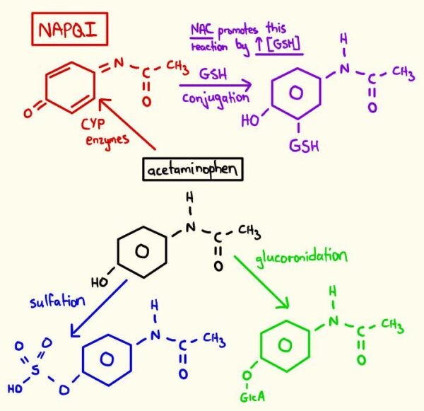 Cơ chế gây độc của Efferalgan là tạo ra NAPQI