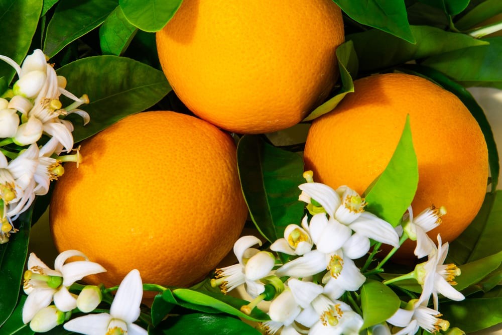 Hình ảnh hoa cây cam đắng được dùng để chiết xuất tinh dầu hoa cam