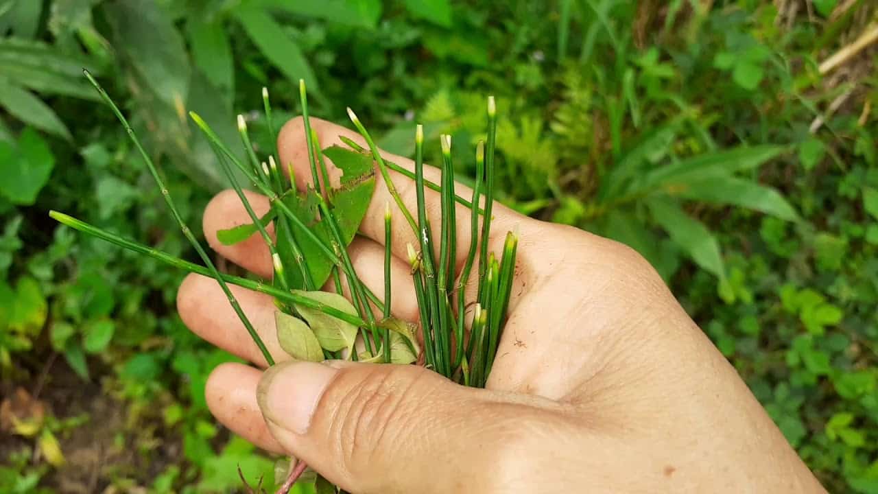 Nhiều nghiên cứu đã chứng minh cỏ tháp bút có lợi cho mái tóc chúng ta