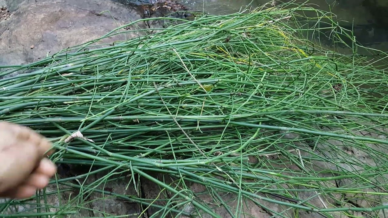 Loài thảo dược này còn có tác dụng kháng viêm