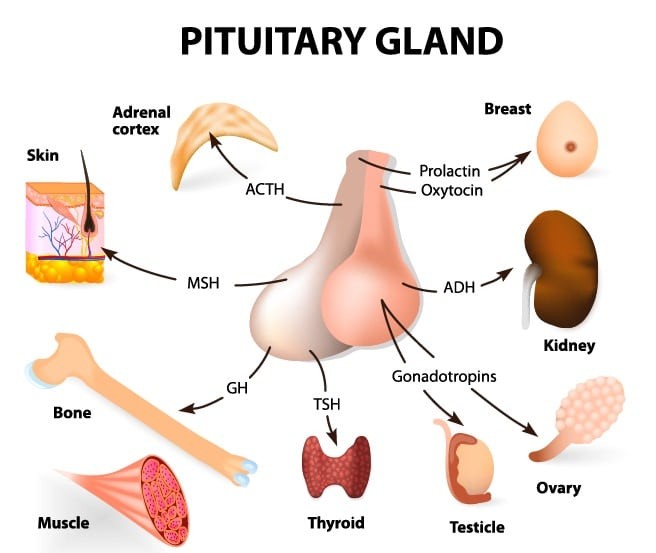 Tuyến yên (Pituitary gland) sản sinh ra nhiều hormone có vai trò quan trọng đối với nhiều cơ quan trong cơ thể