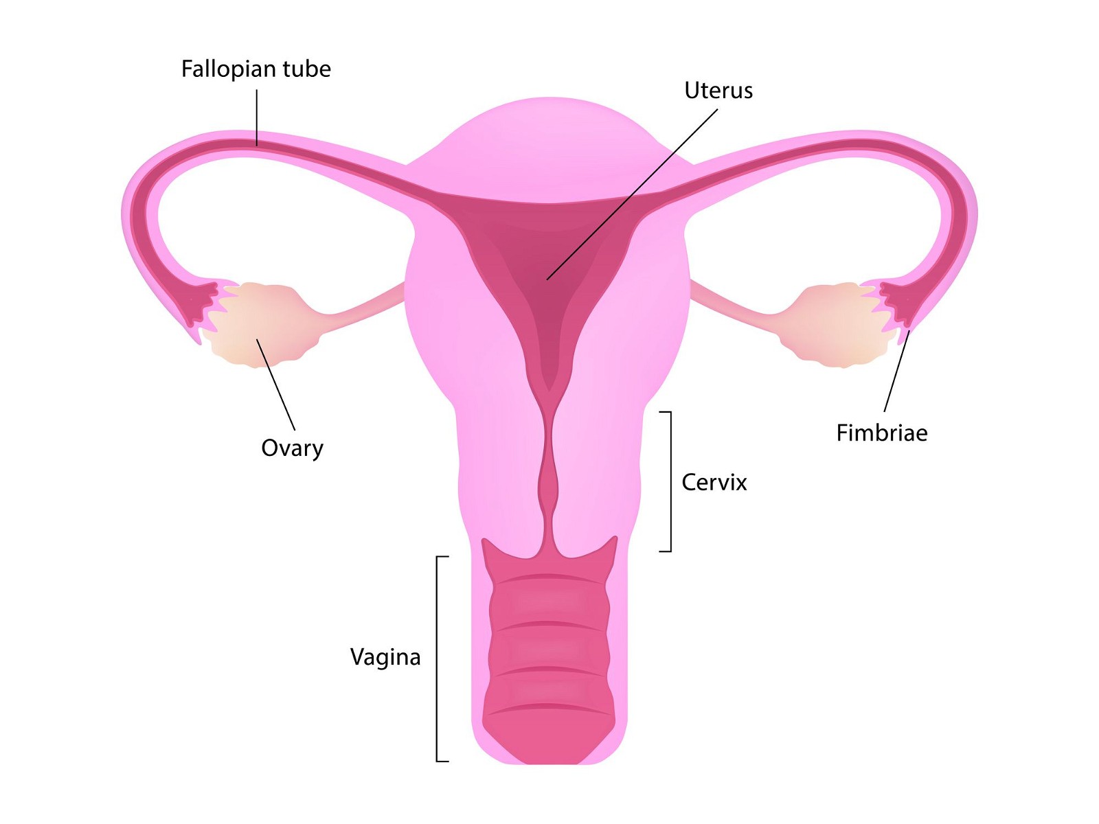 Bất kỳ tình trạng hay bệnh lý nào liên quan đến buồng trứng (ovary) đều có thể gây giảm nồng độ estrogen