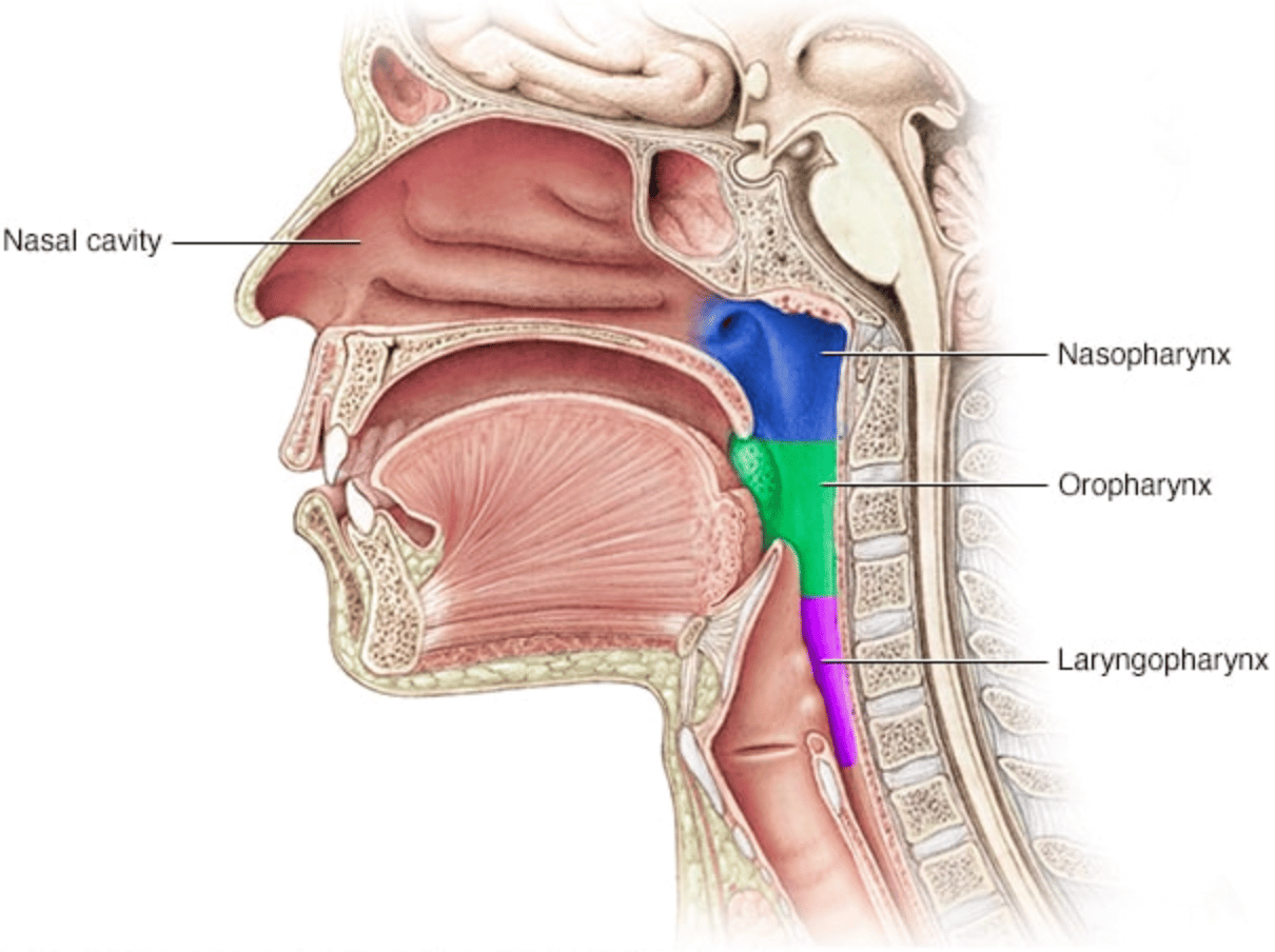 Hình ảnh giải phẫu vòm họng