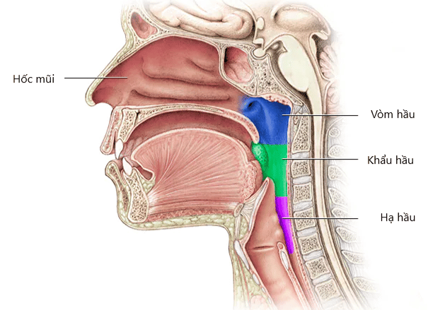 Cấu trúc giải phẫu vùng hầu họng và vị trí của vòm hầu