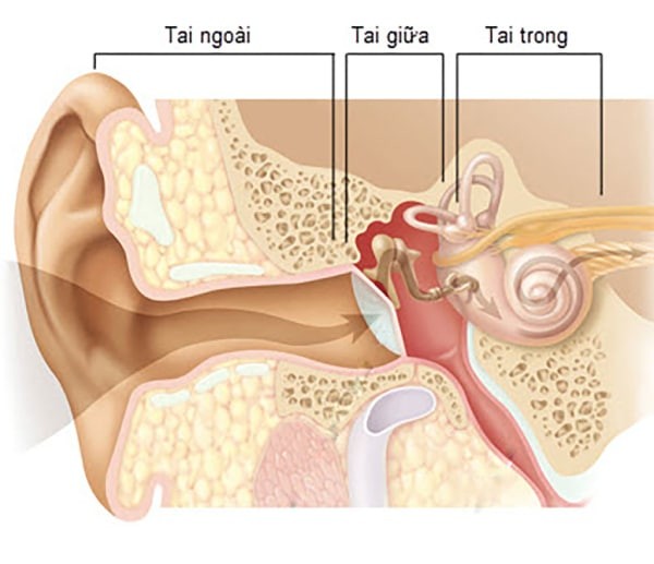 Hình ảnh cấu tạo của tai người