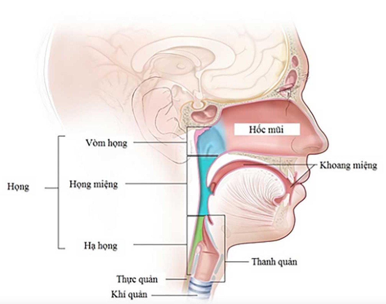 Hình ảnh giải phẫu vùng vòm họng