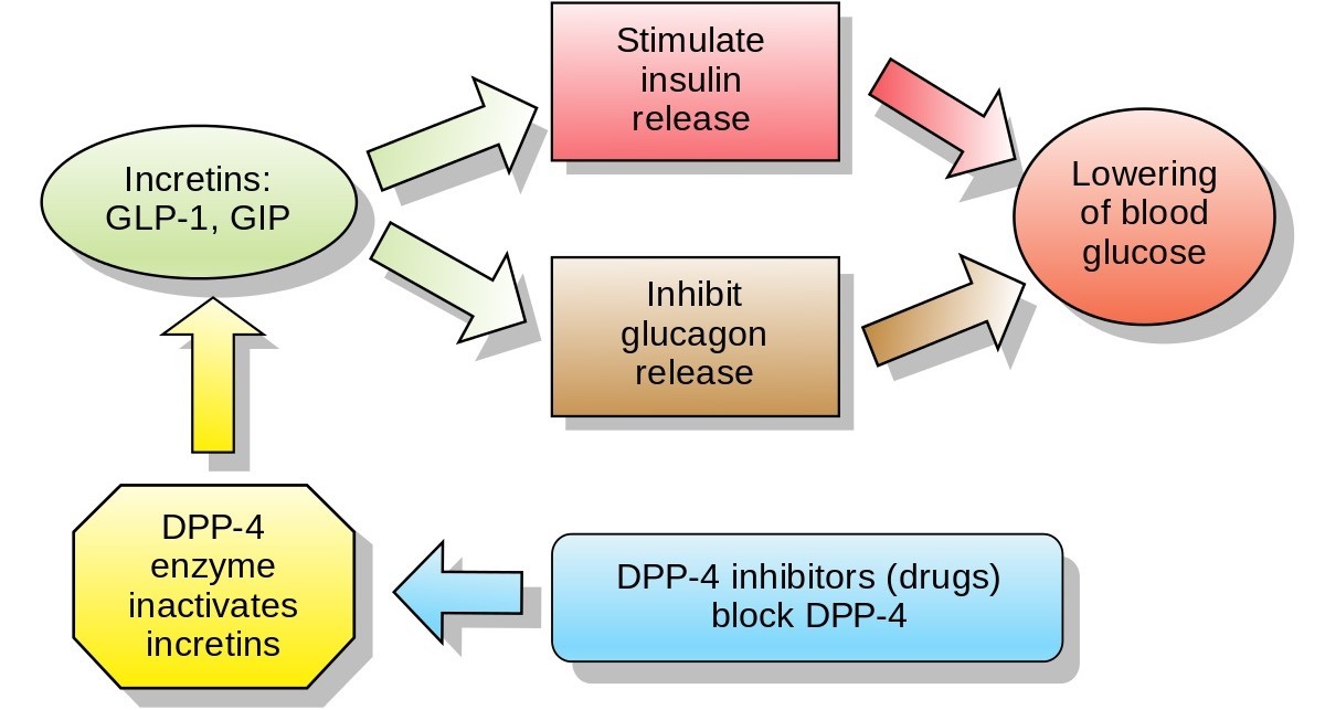 Cơ chế tác dụng của nhóm thuốc có tác dụng lên incretin