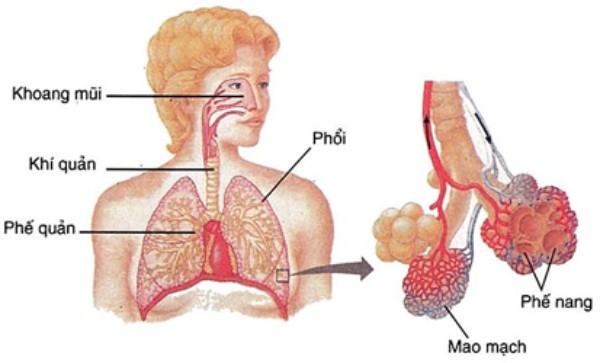 Hình cấu trúc của phổi