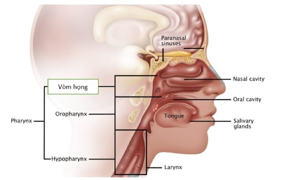Hình ảnh vị trí của vòm họng trong cơ thể con người