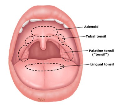 Vòng bạch huyết Waldeyer bao gồm amidan vòm, amidan vòi, amidan khẩu cái và amidan đáy lưỡi