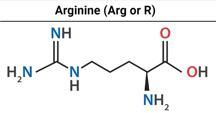 Argistad Stella có chứa hoạt chất chính là muối hydrochloride của arginine - acid amin quan trọng của cơ thể