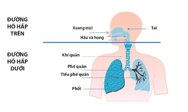 Cấu trúc giải phẫu và phân tầng đường hô hấp